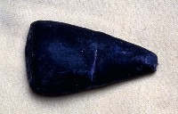 藏品(中腹足類)的圖片